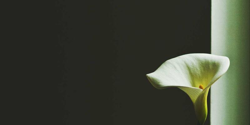 Abbott's Story84：当虚构成为现实，故事如何重塑我们的创造力