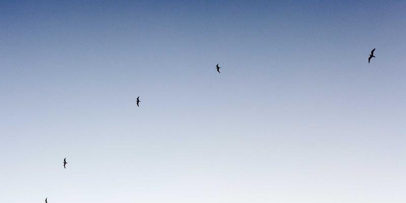 从Abbott's Story看创意写作社区的孵化力量：一个案例的深度剖析